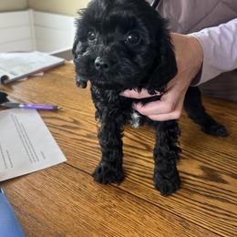 Joey - Black male Cavapoo puppy in Burke, New York from Patti’s Puppies