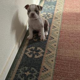 Chuck Willis (jade collar) - Lilac male Boston Terrier puppy in Red Rock, Arizona from Knucklez Kids