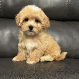 Boone - Apricot male Maltipoo puppy in Berea, Kentucky from Blair’s Furry Friends