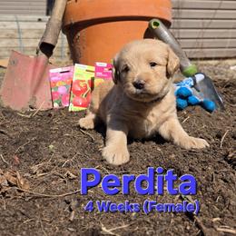 Perdita - Cream female Labradoodle puppy in Genoa City, Wisconsin from Sakura Pups