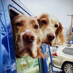 English Setters from Bel Canto Setters