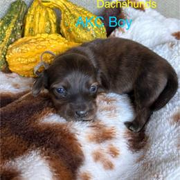 White collar brindle boy - Brindle male Dachshund puppy in Statesville, North Carolina from Kmh Southern Dachshunds