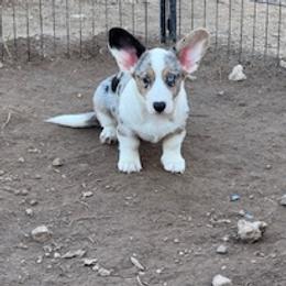Girl blue eyes - Blue merle and white female Cardigan Welsh Corgi puppy in Huntington Beach, California from Lucky Puppies