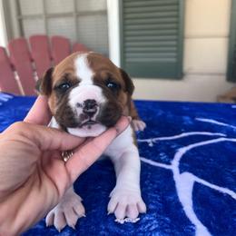 Magpie - Red female American Staffordshire Terrier puppy in Marietta, Georgia from Ambition Amstaffs
