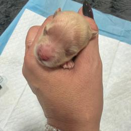 Ripley - Tan female Morkie puppy in Winston Salem, North Carolina from Patty’s Paws