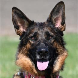 German Shepherd All Grown Up from Schultz's Premium German Shepherds