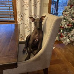 Ayla - Black female Xoloitzcuintli puppy in Payson, Utah from Jodi Zobell's Xoloitzcuintli