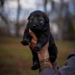 Croc - Sable male German Shepherd puppy in Knowlton Township, New Jersey from Augenblick Kennels