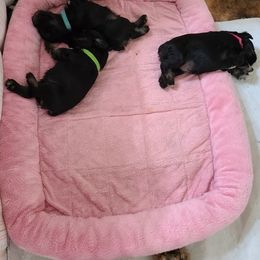 Miniature Schnauzer Puppies from Starbound Miniture Schnauzer's