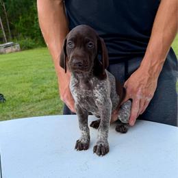 Buck - Liver roan male German Shorthaired Pointer puppy in Glennville, Georgia from Andre Family Farms & Kennels