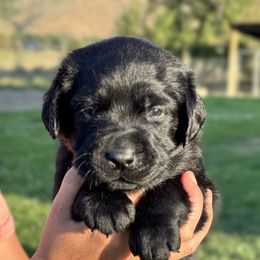 Red collar - Black female Labrador Retriever puppy in Ellensburg, Washington from Lost Spring Retrievers