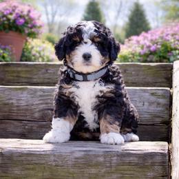 Duke - Tri-color male Bernedoodle puppy in Ormond Beach, Florida from Florida Coast Doodles