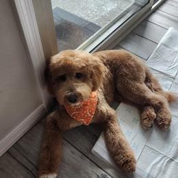 Goldendoodle All Grown Up from Goldendoodle AZ