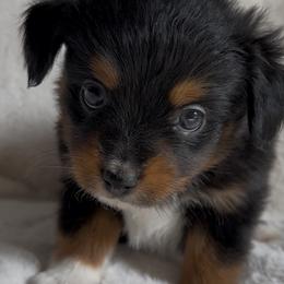 Coal - Black tri male Toy Australian Shepherd puppy in Amarillo, Texas from Duclops Ranch Aussies