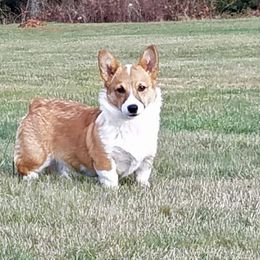 Roxy - Pembroke Welsh Corgi