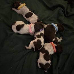 3 females - Liver roan female German Shorthaired Pointer puppy in Osawatomie, Kansas from Doyle’s GSP