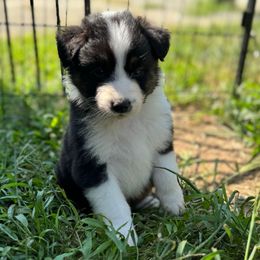 Nantasket - Black tri-color male Australian Shepherd puppy in Massachusetts from Knauer Australian Shepherds
