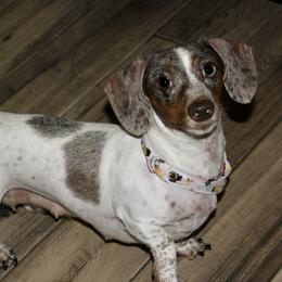 Halo - Dachshund