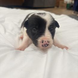 Spider - Black and white male Border Collie puppy in Taylor, Arizona from Vowell Farm Border Collies