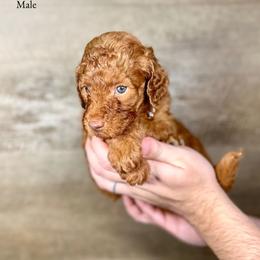 Indie - Red  male Goldendoodle puppy in Abilene, Texas from Mesquite Kennels