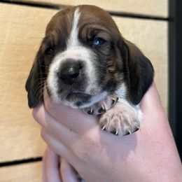 Male 1 - Mahogany and white male Basset Hound puppy in Lindley, New York from Hill Top Basset Hounds & Cane Corso