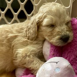 Bernedoodles from Family Jewels Kennel