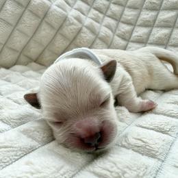 Girl 4 - female Maltipoo puppy in Mesa, Arizona from Marci's Maltipoos