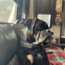 Boxer Puppies from Molly Mo Boxers
