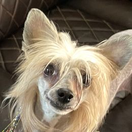 Rella - Chinese Crested