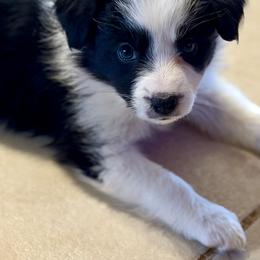 Crave - Black and white female Border Collie puppy in Benson, Arizona from Twisted Acres Border Collies and Mudi