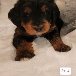 Bernedoodle and Sheepadoodle Puppies from Texas Hill Country Sheepadoodles & Bernedoodles