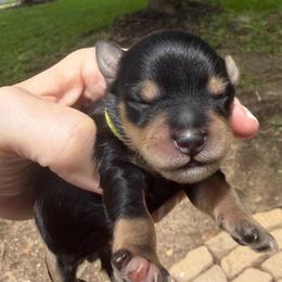 Lancelot Black n Tan boy green Collar - Black male Miniature Schnauzer puppy in Temple, Texas from Schnauzers Of Taylor