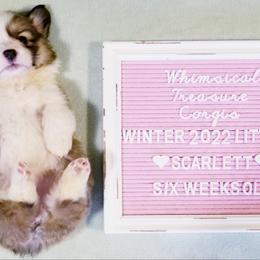 American Corgi and Pembroke Welsh Corgi Puppies from Whimsical Treasure Corgis