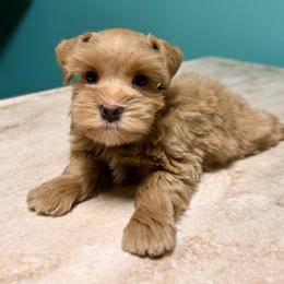 Black Collar Red Wheaten Male - Wheaten male Miniature Schnauzer puppy in Calhoun, Georgia from The BrickHouse Miniature Schnauzers