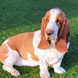 Makena - Basset Hound