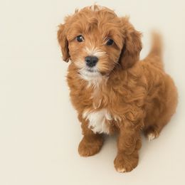 Blue boy - Red  male Goldendoodle puppy in Palo Cedro, California from Goosehill Doodles