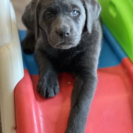 Dilute Retriever and Labrador Retriever Puppies from Loving Loyal Labs