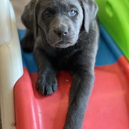 Dilute Retriever and Labrador Retriever Puppies from Loving Loyal Labs