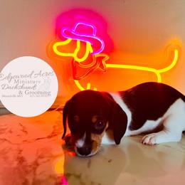 Ticked Boy - Piebald male Dachshund puppy in Moundville, Missouri from Edgewood Acres Miniature Longhair Dachshunds