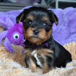 Nadja - Black and tan female Yorkshire Terrier puppy in Coeur D Alene, Idaho from Cozy Coeur Yorkies