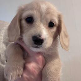 Loretta for Rose - Cream female Dachshund puppy in Grand Junction, Colorado from Agape Dachshunds