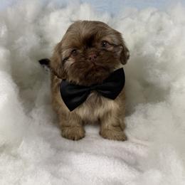 Aston Martin - Liver male Shih Tzu puppy in Columbia, Kentucky from Lisa Bandy Shih Tzu