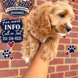 Reese - Red male Cockapoo puppy in Mobile, Alabama from Ace of Spades Yorkies