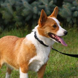 Jazzy - Pembroke Welsh Corgi