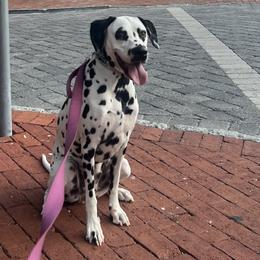 Nala - Dalmatian