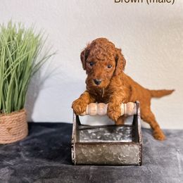 Brown Boy - Red  Goldendoodle puppy in Cleburne, Texas from Garrett Family Doodles