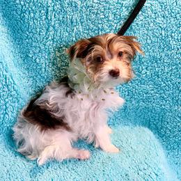 Peebles - Chocolate, tan and white female Yorkshire Terrier puppy in Shelton, Washington from Cute Yorkies