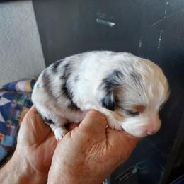 Durango - Blue merle male Miniature Australian Shepherd puppy in Mc Arthur, California from Kingscastle Ranch
