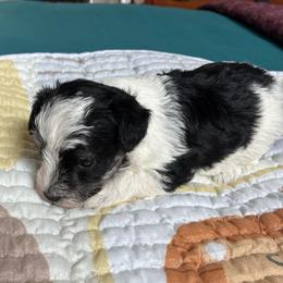 Spike - Parti male Schnoodle puppy in Huron, Tennessee from Wilma's Paw-Paw Patch