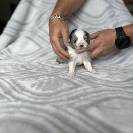 Miniature Australian Shepherd and Toy Australian Shepherd Puppies from Cherry Grove Kennel